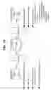Fig. 16 - Electronic payment clearing and check image exchange systems and methods