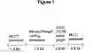 Fig. 02 - Transgenic mouse expressing Prkag3
