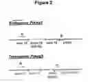 Fig. 03 - Transgenic mouse expressing Prkag3