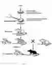 Fig. 04 - Genetic modification of C57 mice