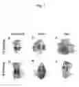 Fig. 08 - Methods for diagnosing and treating diseases and conditions associated with protein kinase Cλ