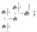 Fig. 17 - Transgenic plants with controlled distribution of a trait to progeny