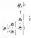 Fig. 18 - Transgenic plants with controlled distribution of a trait to progeny