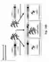 Fig. 20 - Transgenic plants with controlled distribution of a trait to progeny