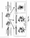 Fig. 21 - Transgenic plants with controlled distribution of a trait to progeny