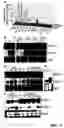 Fig. 07 - Plant isoflavonoid hydroxylases and methods of use thereof