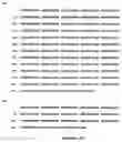 Fig. 09 - Nucleic acids encoding chimeric polypeptides allowing expression of plant-noxious proteins