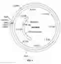 Fig. 06 - Nucleic acids encoding anthelmintic agents and plants made therefrom