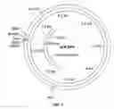 Fig. 07 - Nucleic acids encoding anthelmintic agents and plants made therefrom