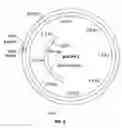 Fig. 08 - Nucleic acids encoding anthelmintic agents and plants made therefrom