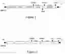 Fig. 02 - Regulation of gene expression in plant cells