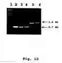 Fig. 15 - Recombination systems and methods for eliminating nucleic acid sequences from the genome of eukaryotic organisms