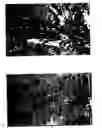 Fig. 02 - BIRCH TREE NAME 'VERDALE'