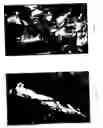 Fig. 03 - BIRCH TREE NAME 'VERDALE'