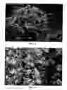 Fig. 02 - Lilac plant named 'Bailming'
