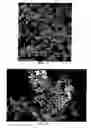 Fig. 03 - Lilac plant named 'Bailming'