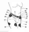 Fig. 01 - Underwear creating tattoo illusion