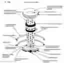 Fig. 13 - Twinus de la beddas
