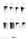 Fig. 04 - Non-luminescent substrate