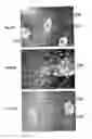 Fig. 146 - Methods for SEM inspection of fluid containing samples