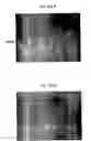 Fig. 159 - Methods for SEM inspection of fluid containing samples