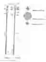 Fig. 06 - Spoke for a bicycle wheel, wheel and method for manufacturing such a spoke, and a sealing element for such a spoke