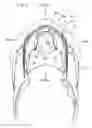 Fig. 06 - Motorcycle front body structure