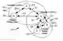 Fig. 01 - Distributed network organization and topology discovery in ad-hoc network