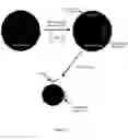 Fig. 14 - Methods and compositions for the production of monoclonal antibodies