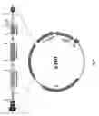 Fig. 09 - Cyclic single-chain trispecific antibody