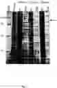Fig. 10 - Cyclic single-chain trispecific antibody