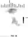 Fig. 02 - Polynucleotides encoding growth differentiation factor-8