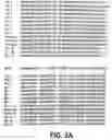 Fig. 07 - Polynucleotides encoding growth differentiation factor-8
