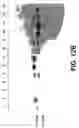Fig. 22 - Polynucleotides encoding growth differentiation factor-8