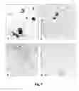 Fig. 06 - Saponins as anticancer agent