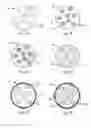 Fig. 02 - Therapeutic microparticles