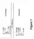 Fig. 02 - Cellular depolarization and regulation of matrix metalloproteinases