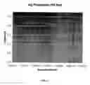 Fig. 07 - Direct hydrogen peroxide fuel cell