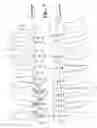 Fig. 07 - Method of determining the selection of brackets which are to be used in the orthodontic treatment of teeth malposition