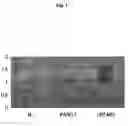 Fig. 03 - Functional ligand display