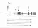 Fig. 02 - Genetic markers for bone mass