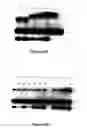 Fig. 05 - Bioreactive allosteric polynucleotides