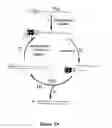 Fig. 09 - Bioreactive allosteric polynucleotides