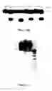 Fig. 12 - Bioreactive allosteric polynucleotides