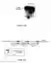 Fig. 19 - Bioreactive allosteric polynucleotides