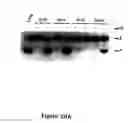 Fig. 22 - Bioreactive allosteric polynucleotides