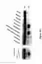 Fig. 24 - Bioreactive allosteric polynucleotides