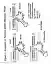 Fig. 02 - Chemically modified double stranded nucleic acid molecules