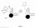Fig. 07 - Nanoscale transduction systems for detecting molecular interactions