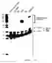 Fig. 05 - Polymearase III-based expression of therapeutic RNAs